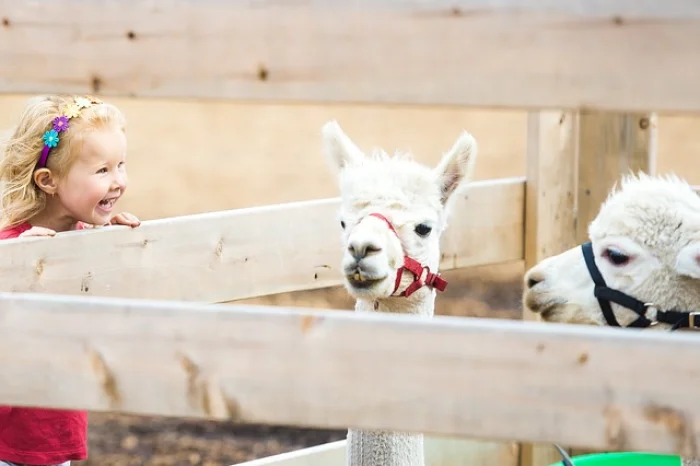 Why you should consider a farm stay holiday instead these school holidays